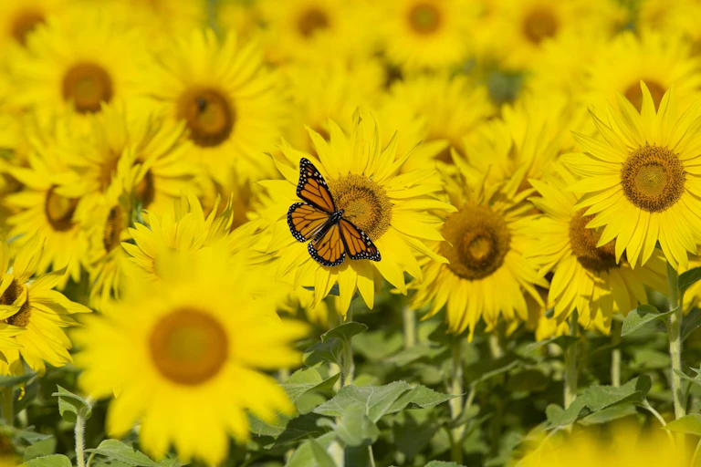 yellow flowers, one brown butterfly