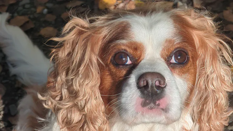 handout image of the author's dog Buddy, a golden and white cavalier king charles spaniel