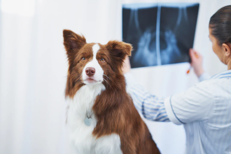 brown and white collie sitting in front of a vet examining an x-ray