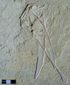 The Upper Jurassic pterosaur Rhamphorhynchus