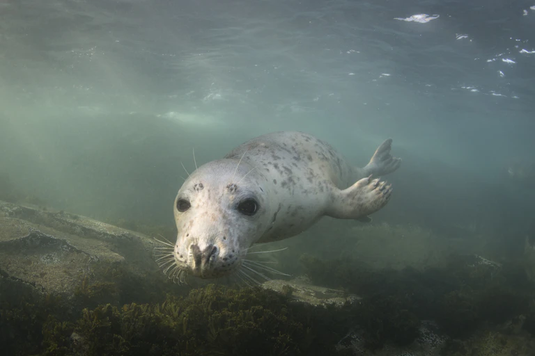 grey seal swimming underwater