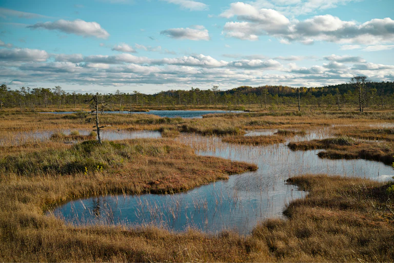 Koitjärve wetland in Estonia i