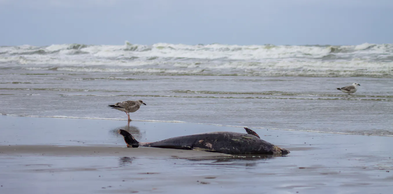 Delfines Varados: Una Alerta Sanitaria del Mediterráneo