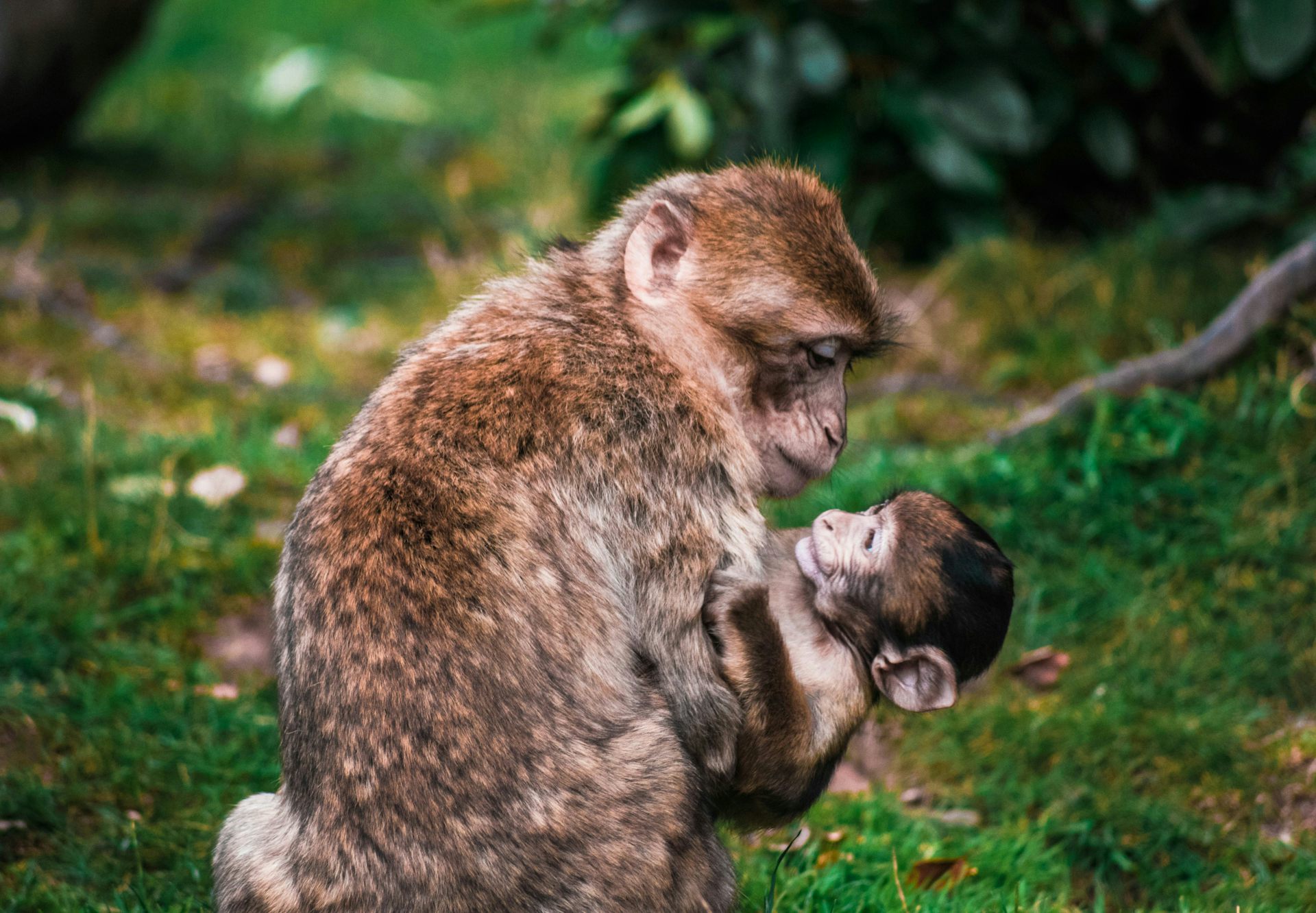 The way primates parent their young shows how strict labels like parenting styles miss the mark