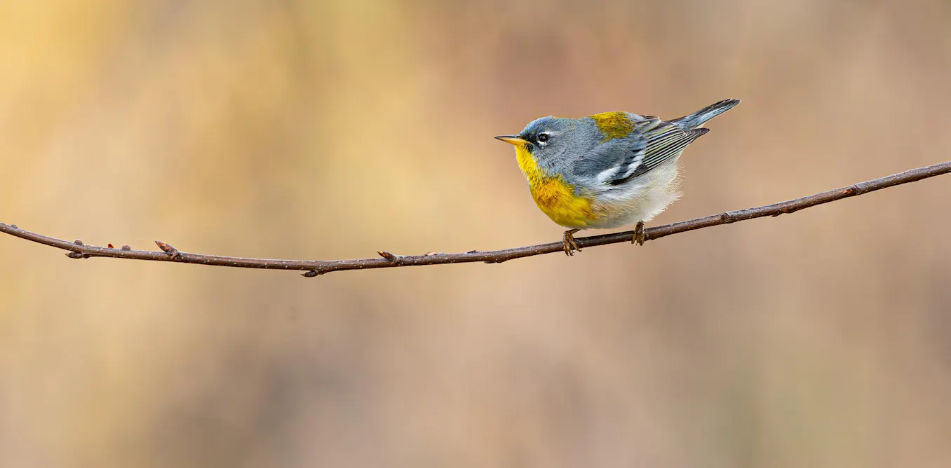 It’s a sing-off! Myth-busting about birds and sex when it comes to defending the nest It’s a sing-off! Myth-busting about birds and sex when it comes to defending the nest
