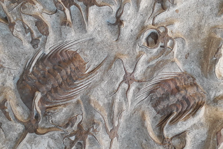 Restos de fósiles marinos del Ordovícico (hace unos 450 millones de años), encontrados en Marruecos, incluyendo ofiuroideos, estrellas de mar, trilobites, entre otros.