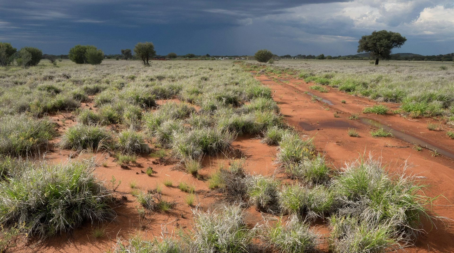 Should this plant be declared one of the worst weeds in Australia?