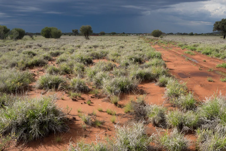 A landscape of thick buffel grass, with a stormy sky in the background.