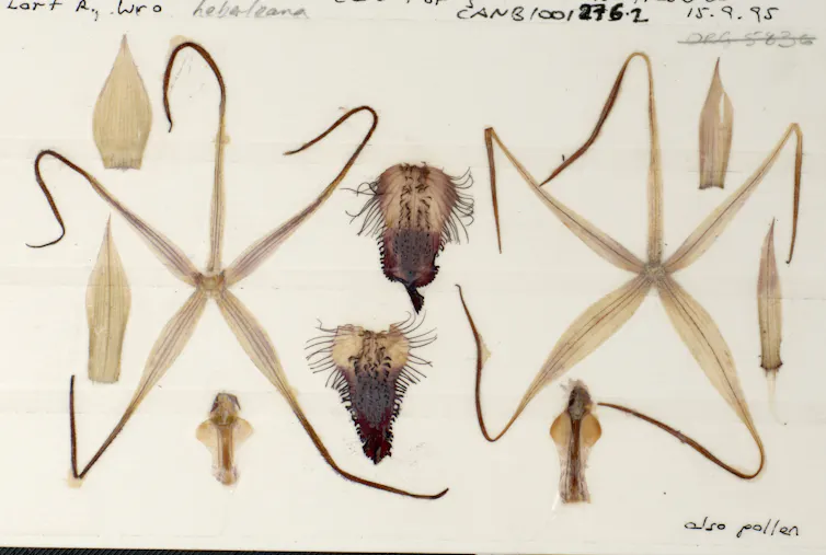 Delicate flowers pressed onto a piece of paper.