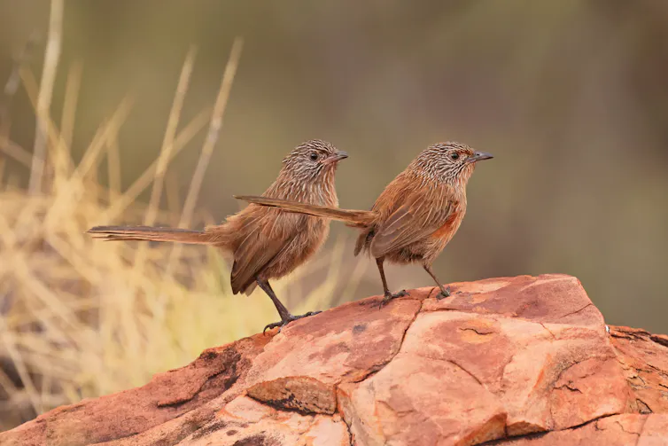 A picture of two dusky grasswrens