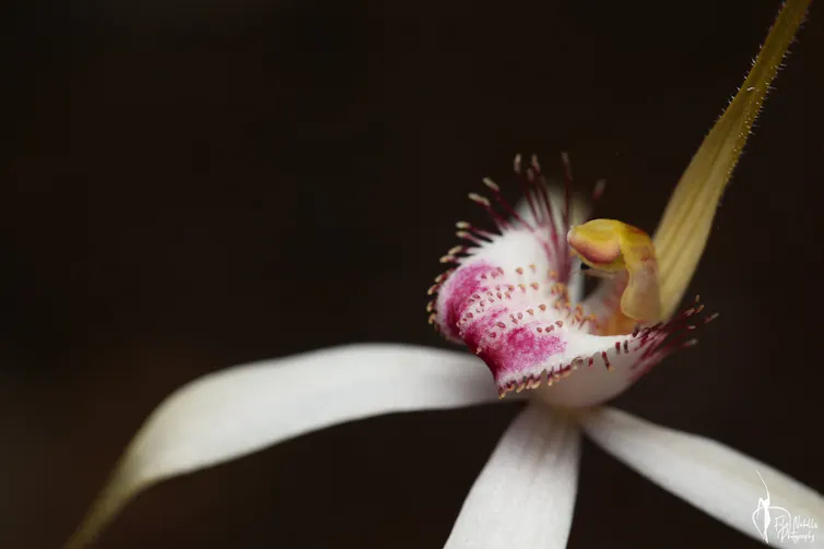 A close up photo of a white and pink flower.