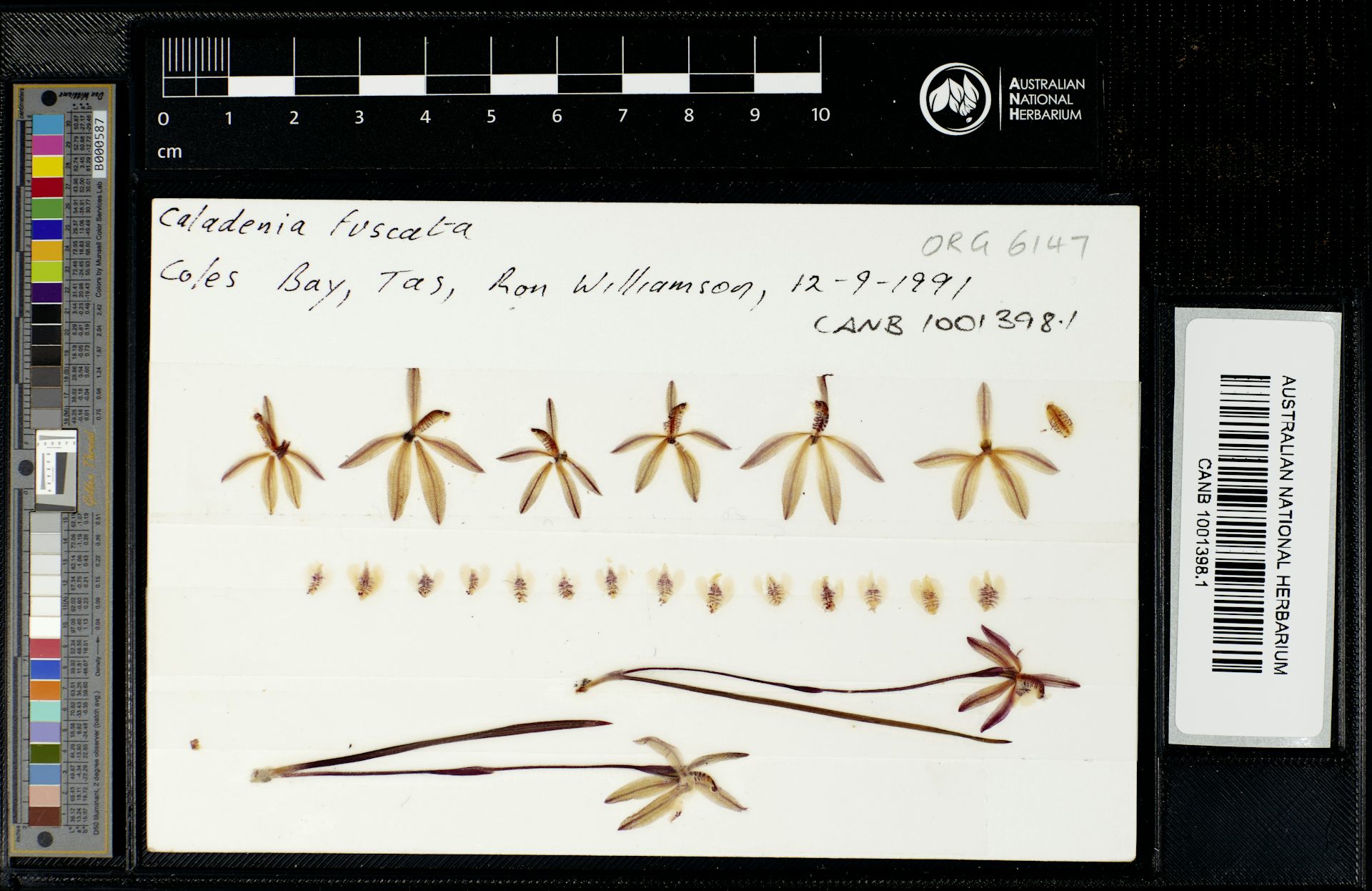 Preserved orchids show pollination has fallen 60% since the 1970s