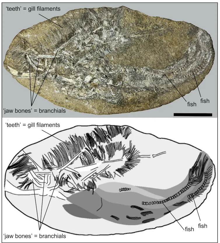 Fossil remains of the ‘pterosaur’ Bakiribu reinterpreted as a fish.
