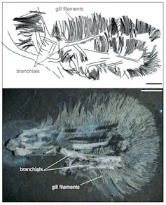 Bakiribu (top) compared with the Upper Jurassic fish Belonochasma.