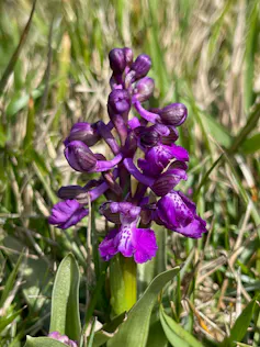 purple orchid flower close up growing in green field