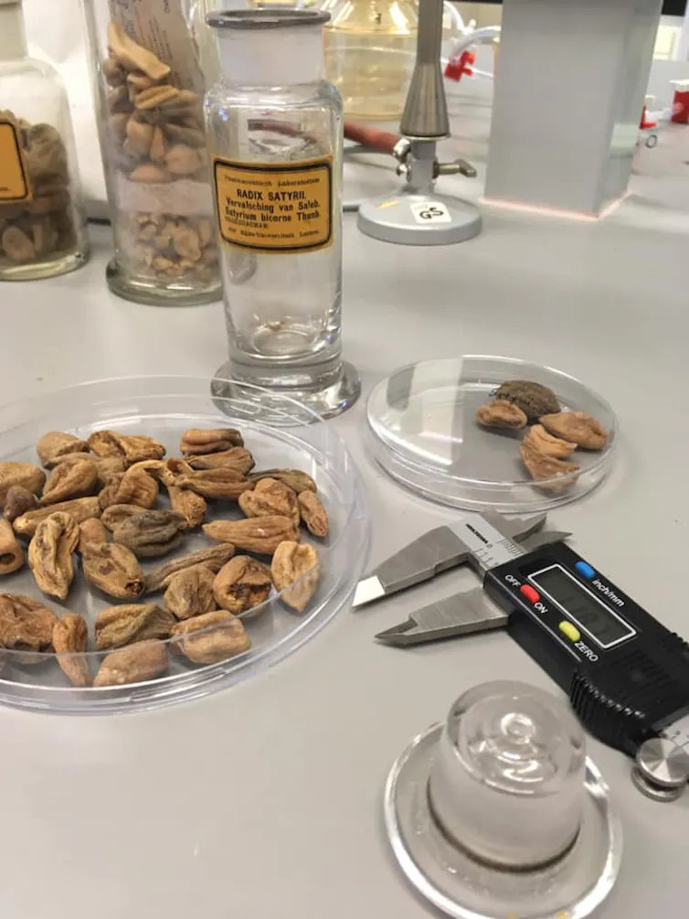 lab bench with brown tubers, glass jars and measuring equipment