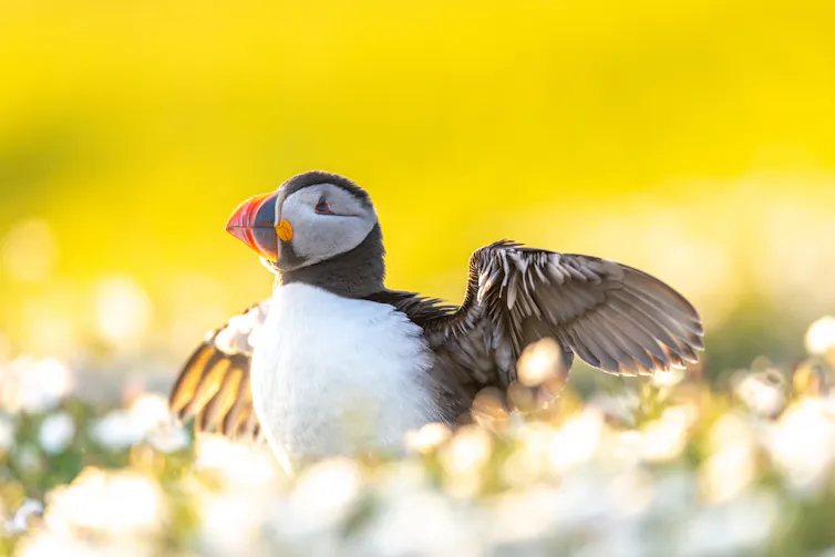 puffin bird among white flowers, yellow background