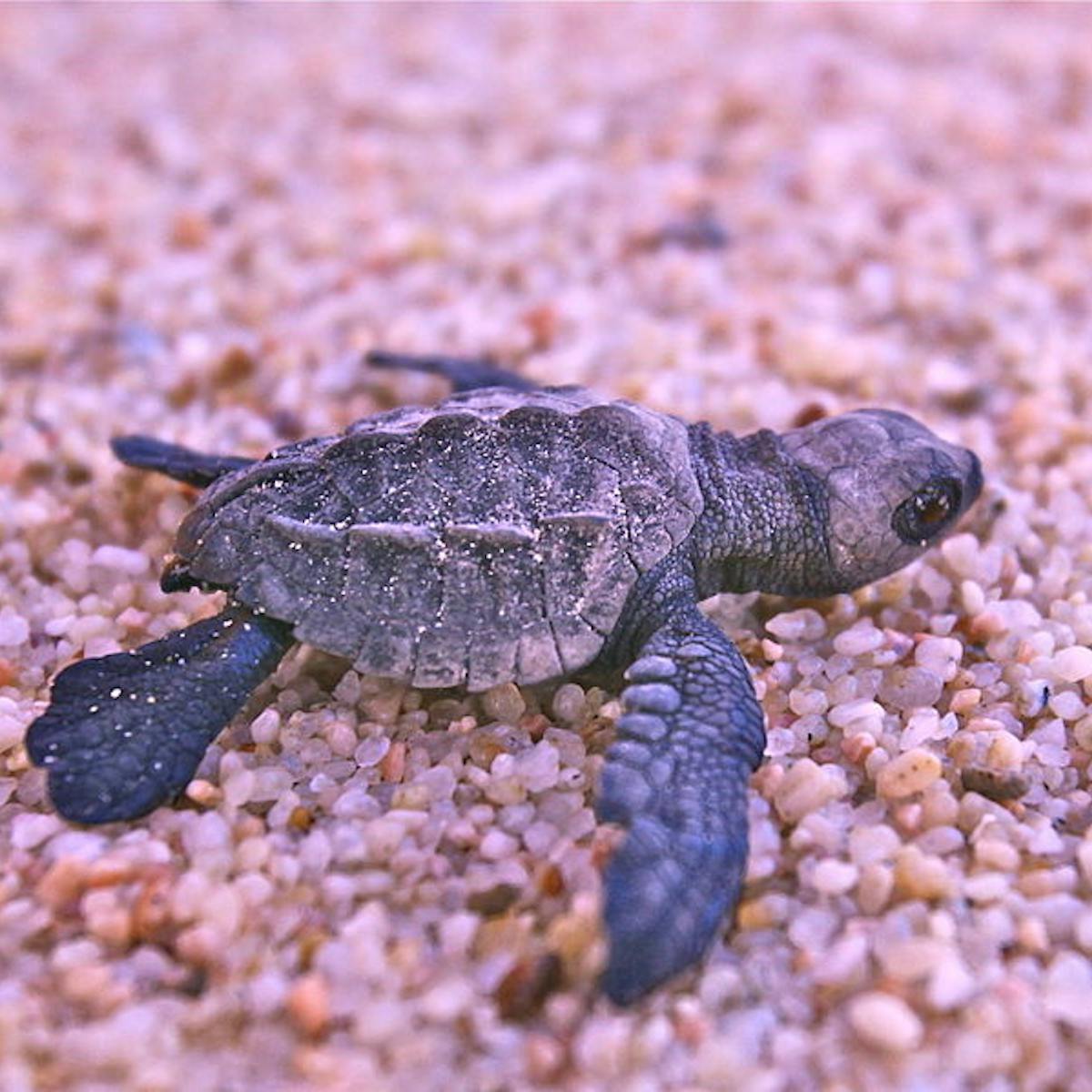 Baby Sea Turtles Starved Of Oxygen By Beach Microbes Baby Sea Turtles Starved Of Oxygen By Beach Microbes