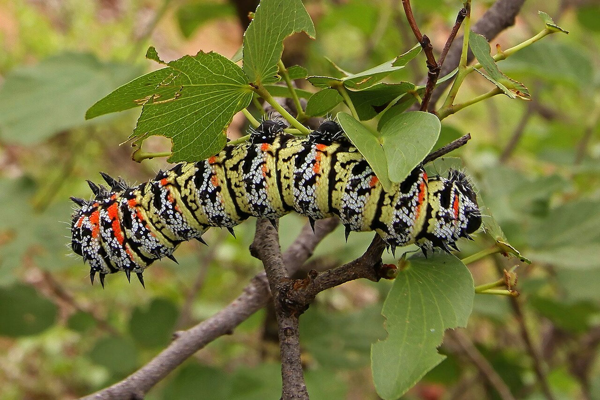 Mopane worm and termite sales relieve poverty in rural South Africa – studies explore the impact