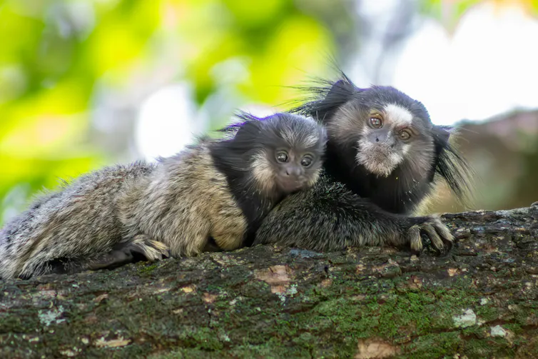 Un marmouset parent sur un arbre avec son petit.
