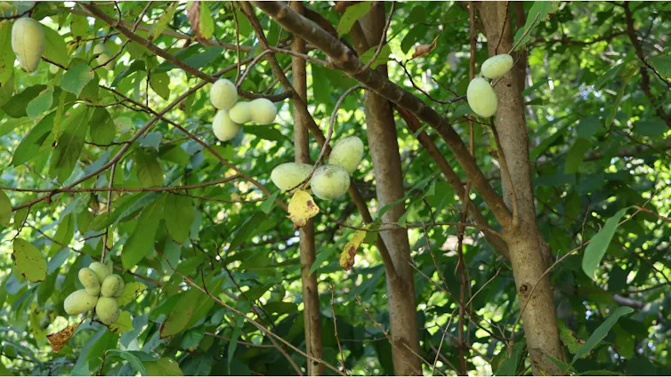 Un árbol con frutos verdes grandes.