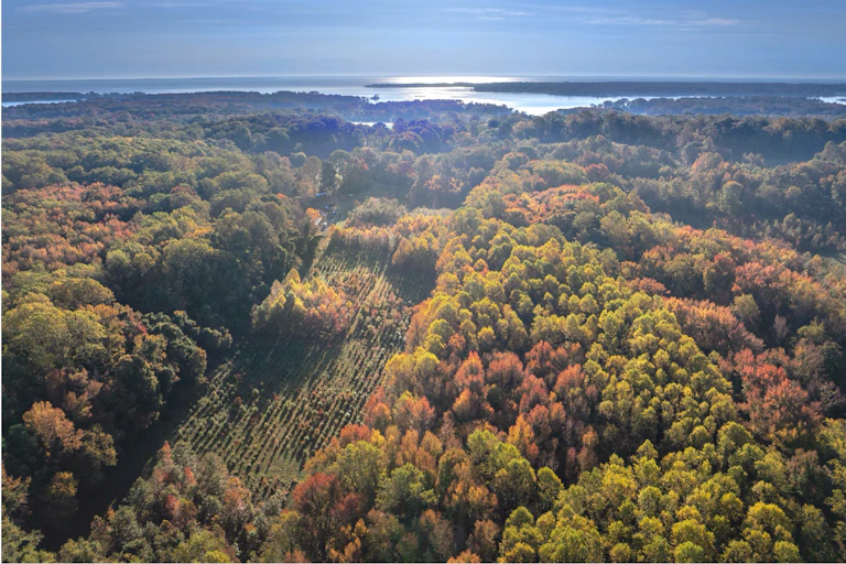 An aerial photo of the forests with the bay in the background.