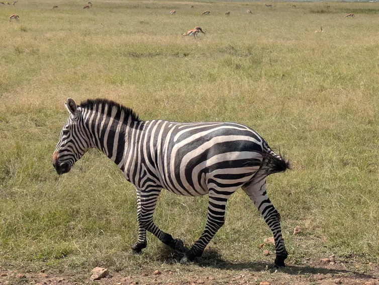 a zebra in a grassland area