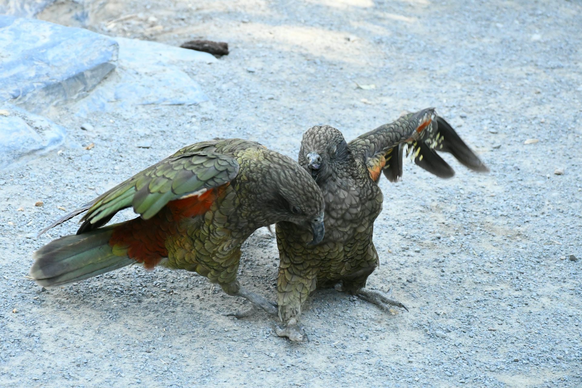 Two kea, with one missing its upper beak (right) using its lower beak to poke the other bird.