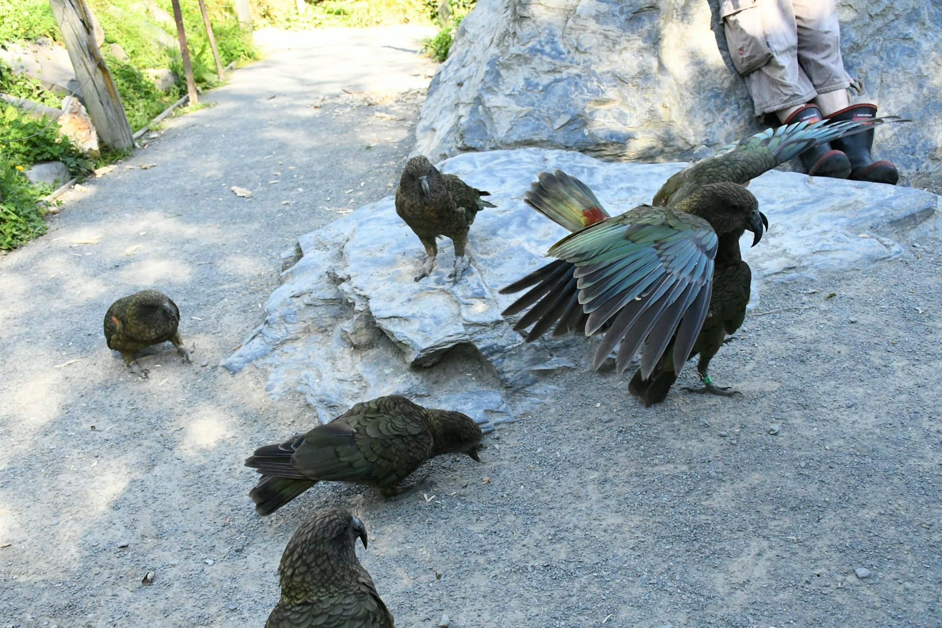 A group of kea feeding.