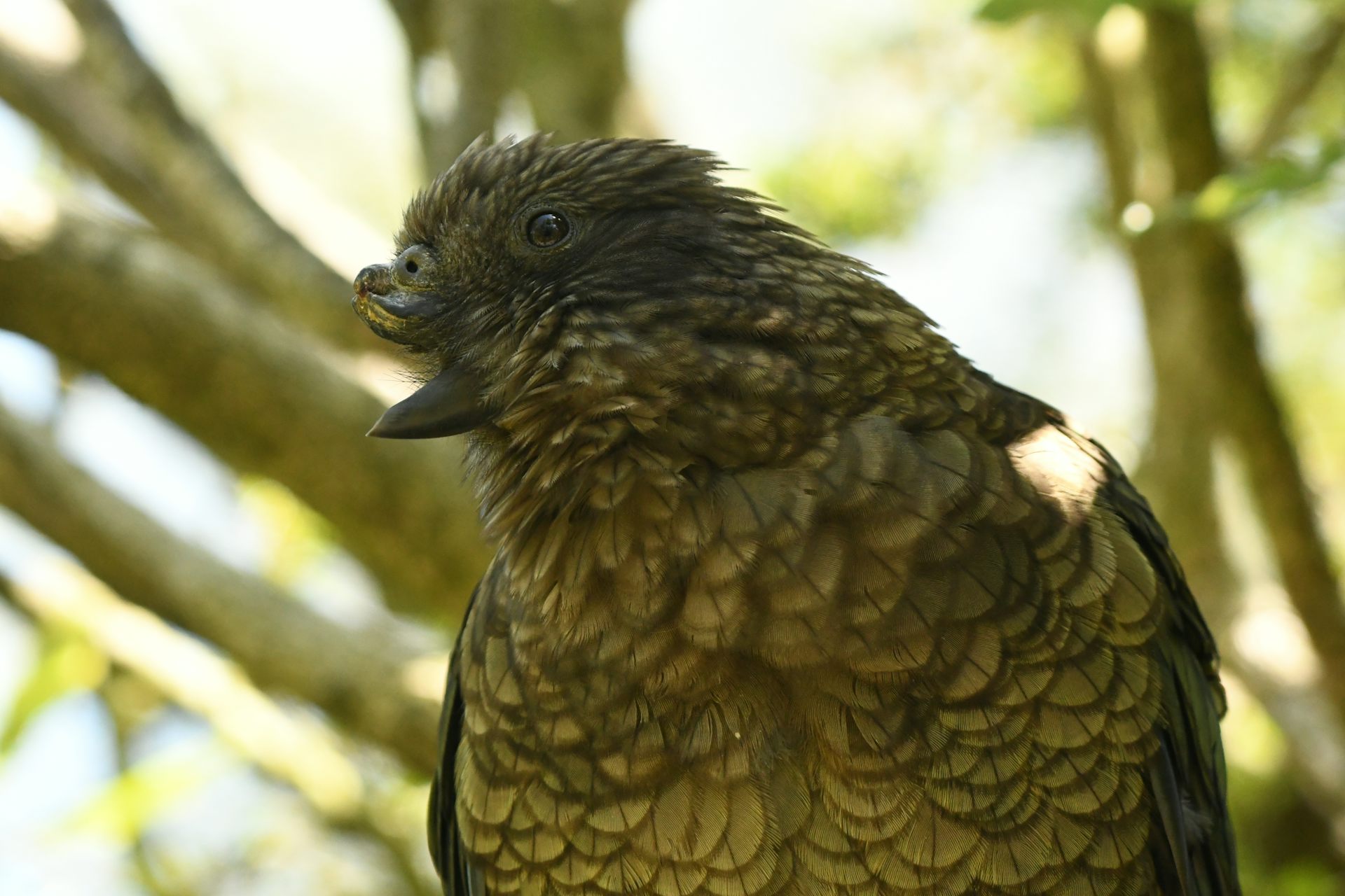 How Bruce the half-beak kea weaponised his disability to become the alpha bird