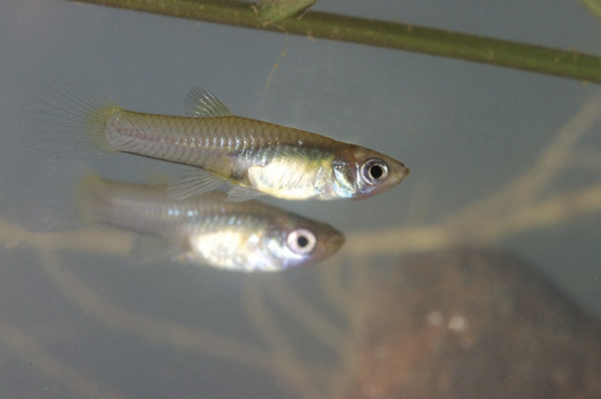 Bukan cuma ikan sapu-sapu, ada banyak spesies invasif di perairan kita termasuk ikan nila