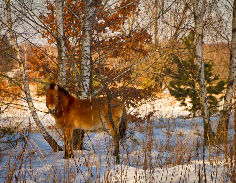 Chernóbil, 40 años después: un refugio natural en la guerra 1 file 20260418 63 pekwub.jpg?ixlib=rb 4.1