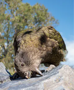 A kea without an upper beak scraping on a rock.