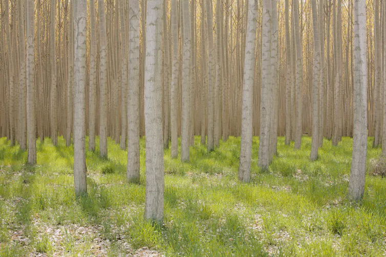 Rows of white birch trees with low grasses below and not much else.