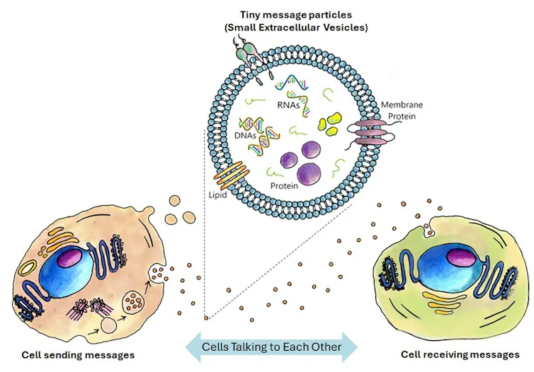 A coloured drawing of cells sending and receiving information to each other.