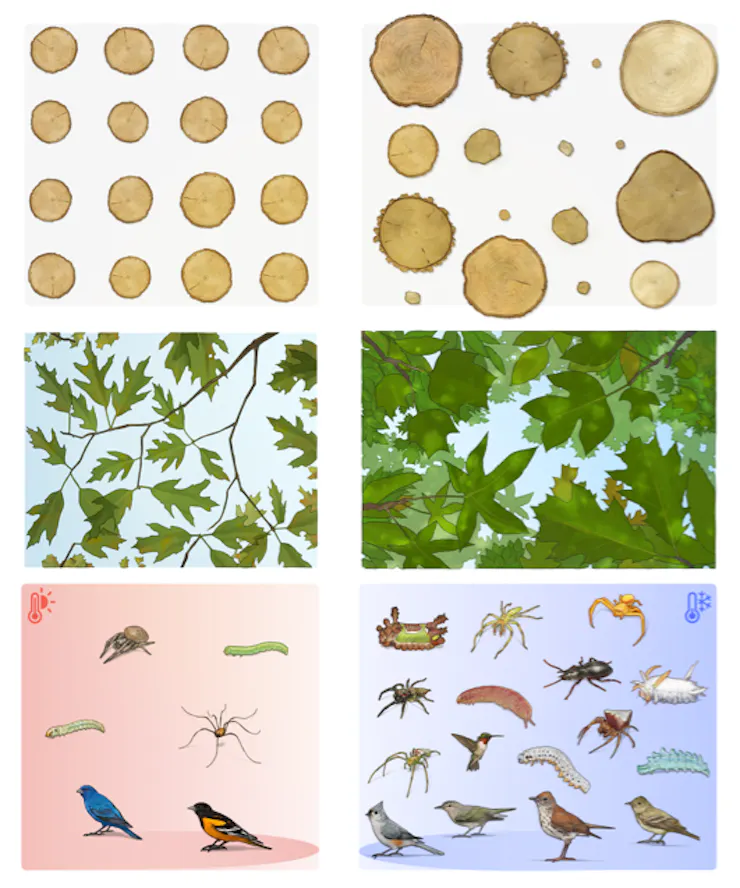 An artist's rendering of the diversity found in mixed-species plots compared with monoculture shows larger trees, more shade and cooling and more species below.
