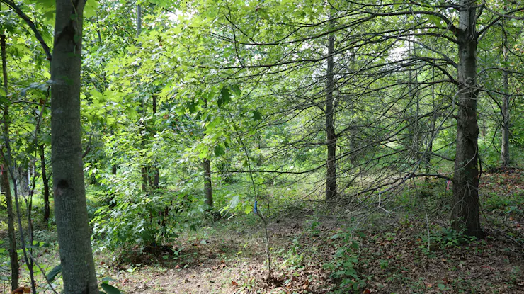 An area that looks like a natural forest, with trees of different sizes, some undergrowth and a canopy of tree cover to keep conditions cooler.