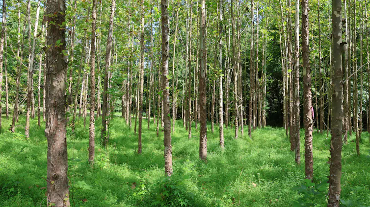 Trees all of the same species in a line with little canopy to provide shade or cover for birds, insects and other wildlife.