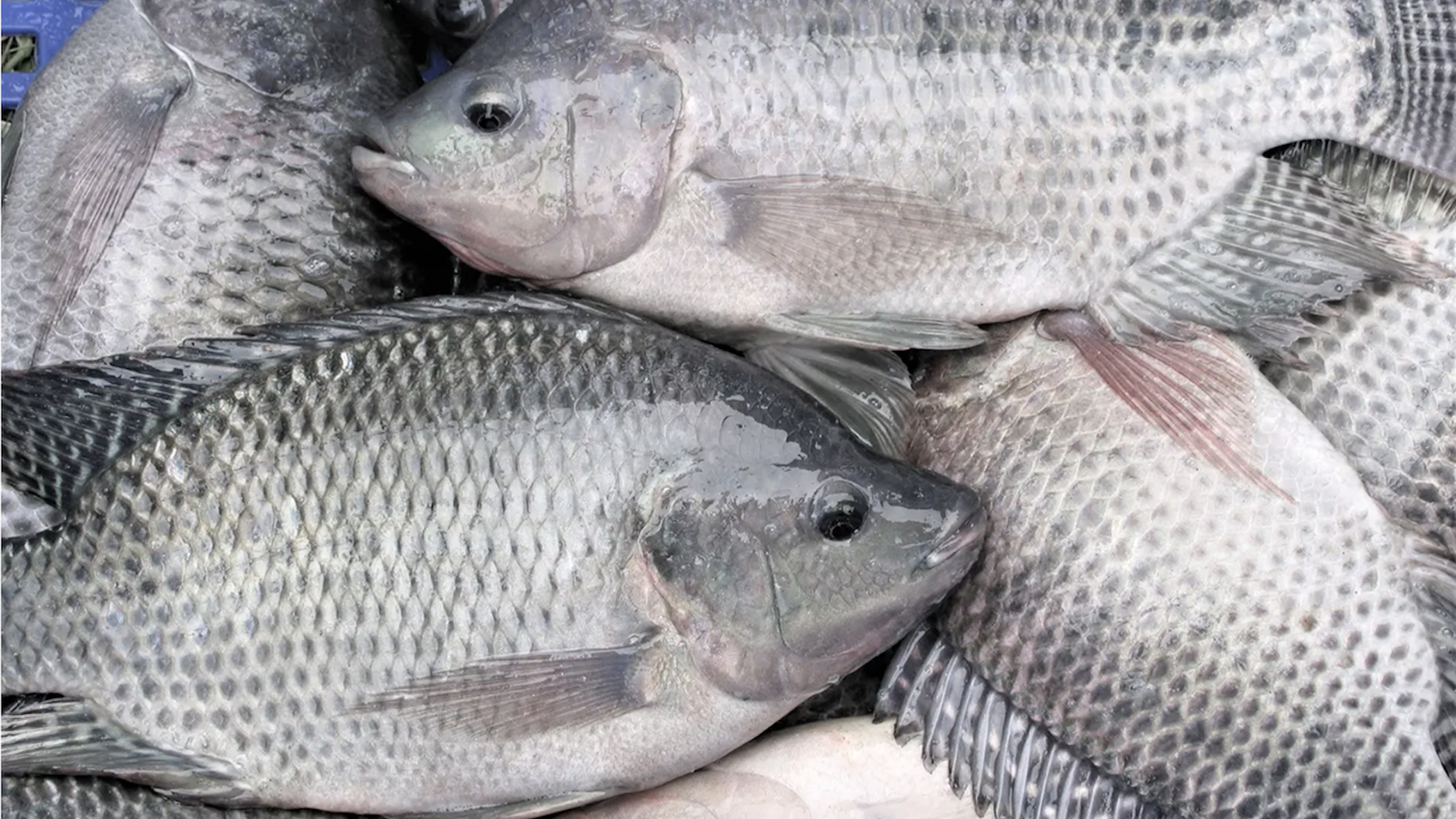 Bukan cuma ikan sapu-sapu, ada banyak spesies invasif di perairan kita termasuk ikan nila