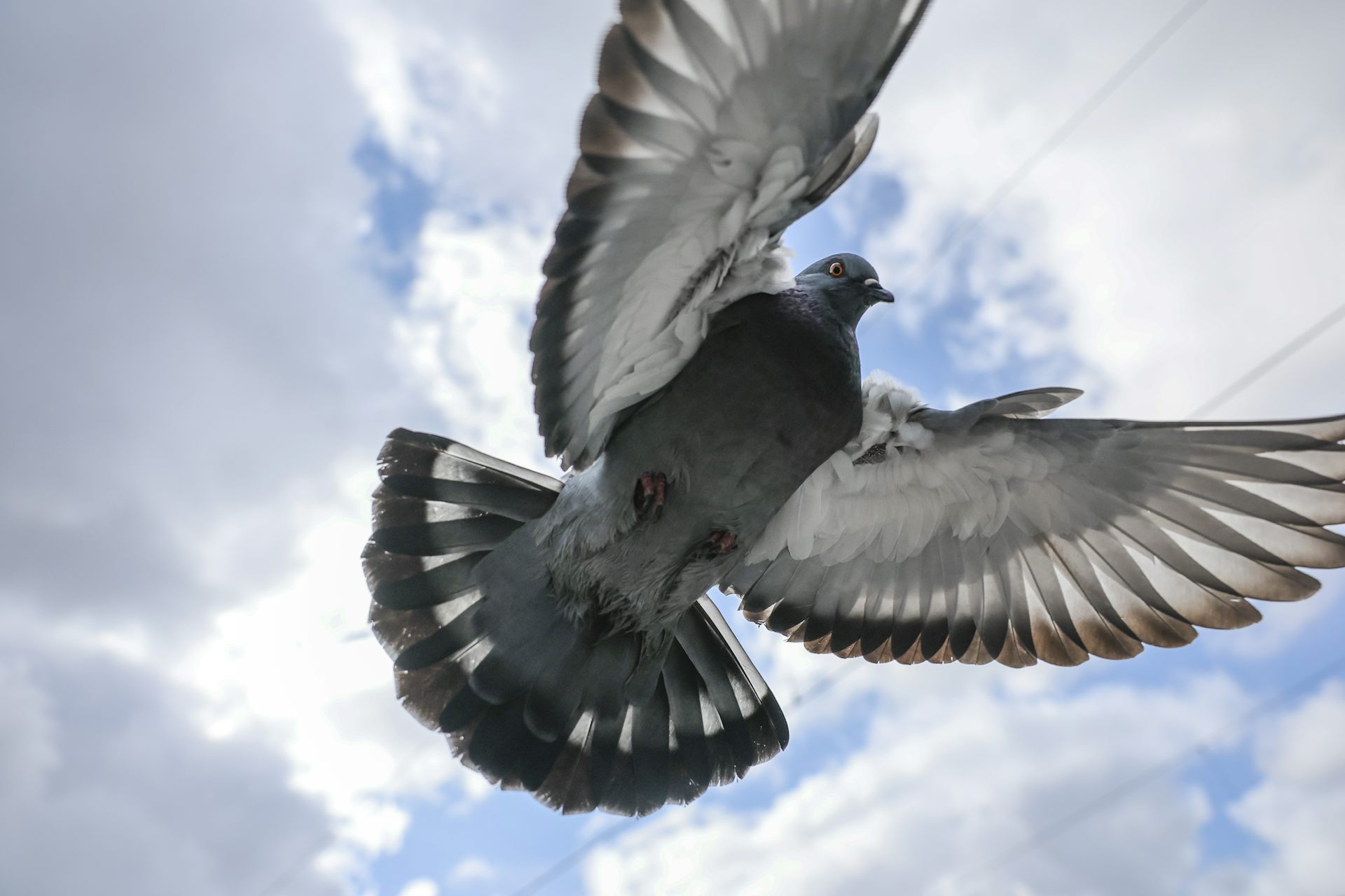 Despots, brutality and the quest for a home: The Hair of the Pigeon explores suffering and love