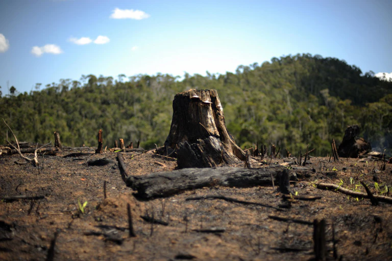 A tree stump sits in a patch of burnt forest.