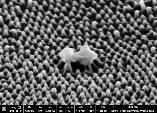 Imagem microscópica de uma célula viral sendo rompida pela superfície nanotexturizada. RMIT