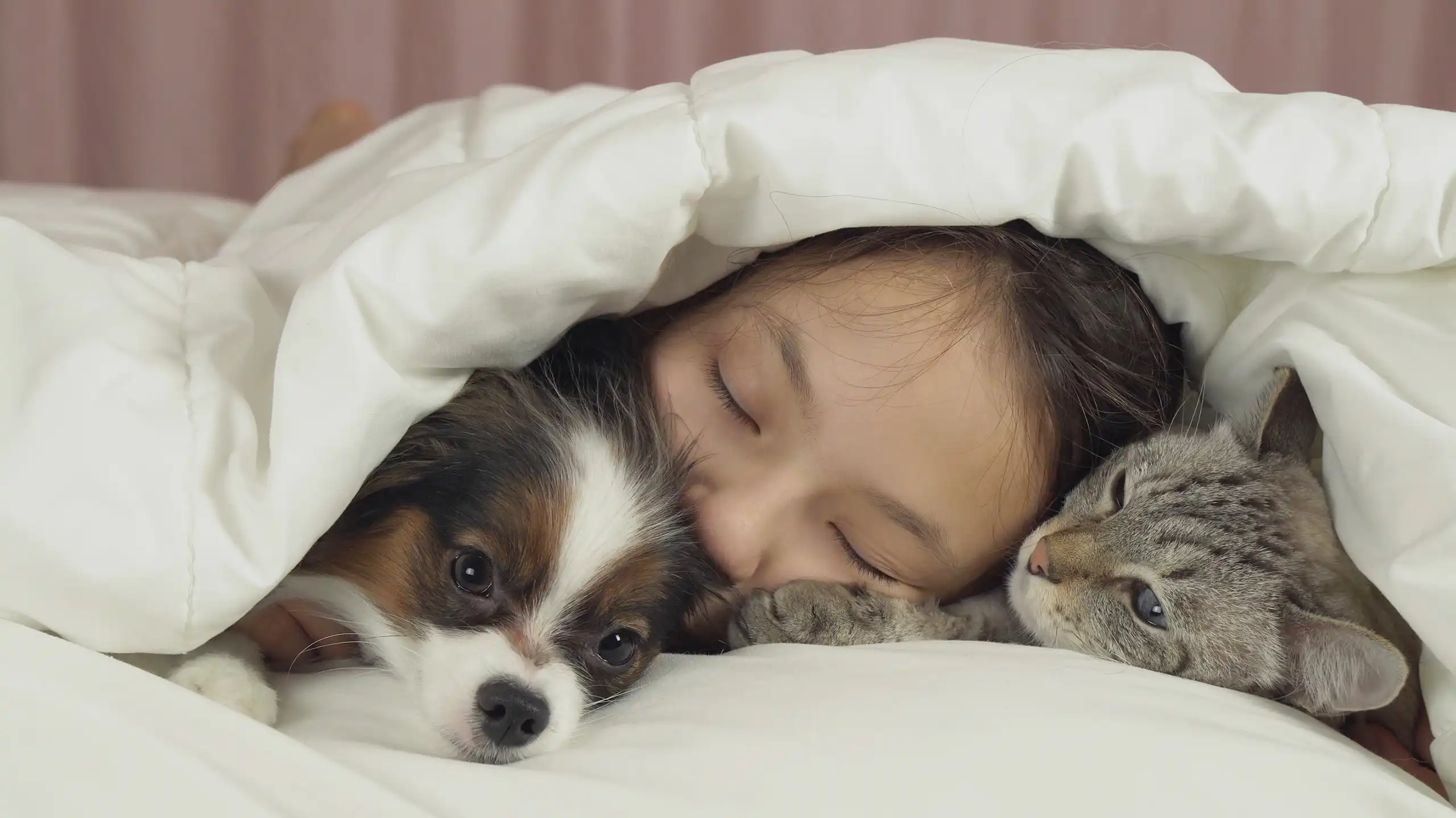 A little girl is snuggled up with a cat and dog underneath a blanket.