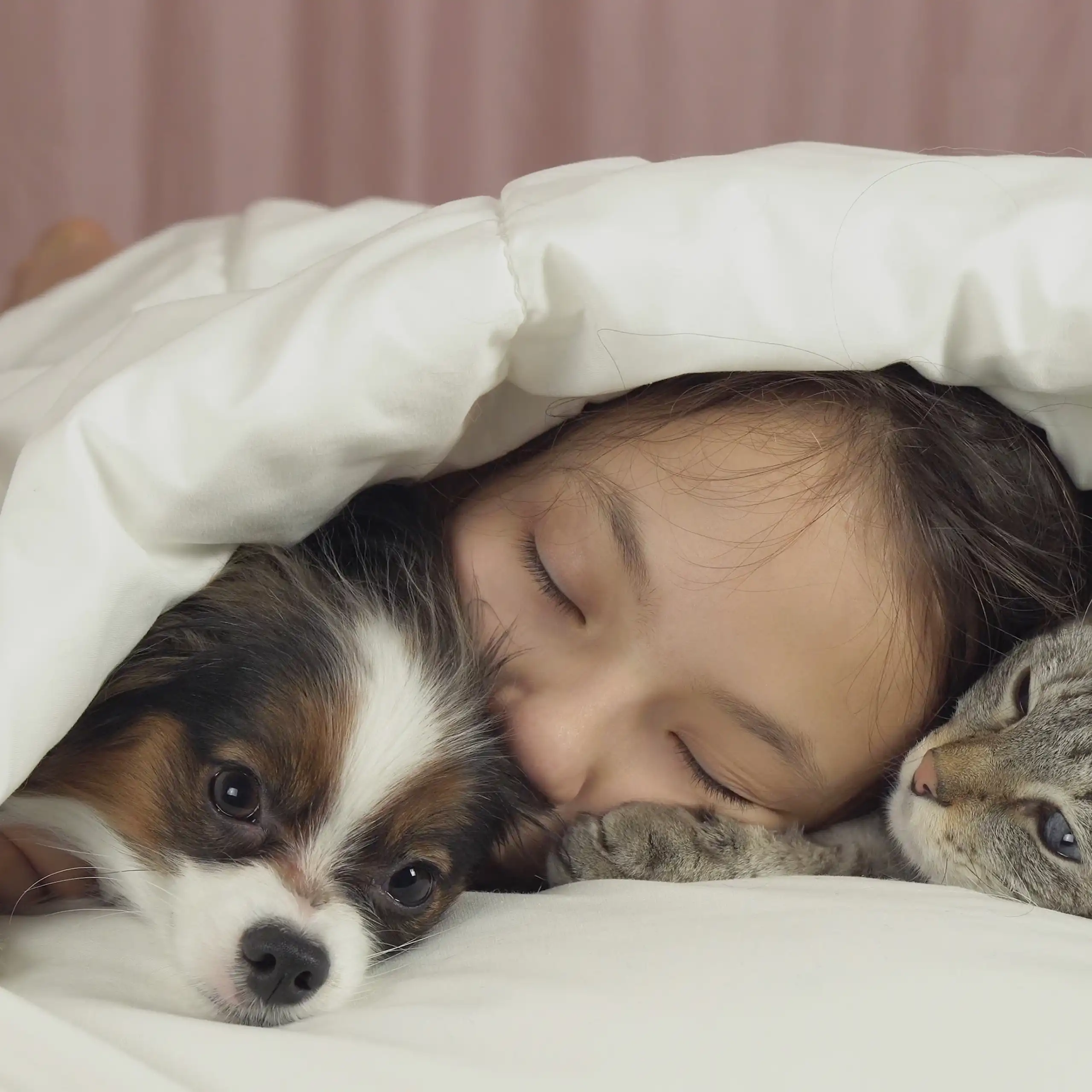 A little girl is snuggled up with a cat and dog underneath a blanket.