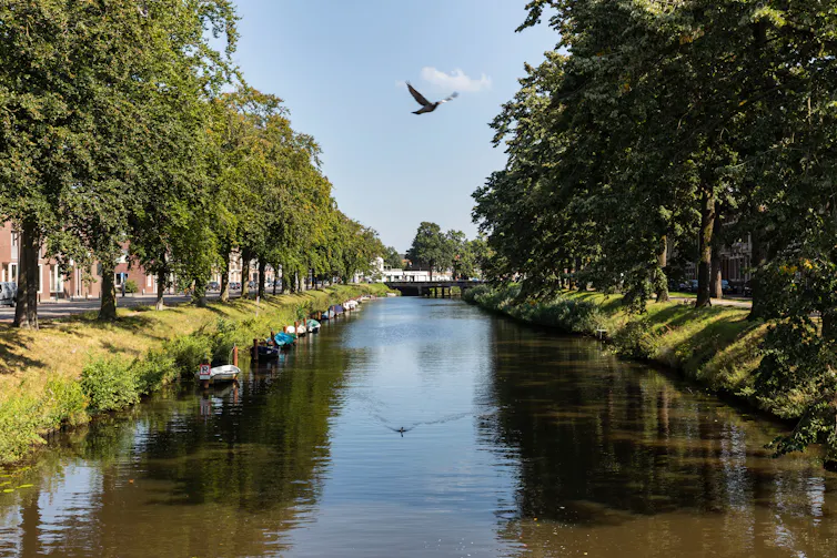 Dutch river, birds flying, trees alongside river paths