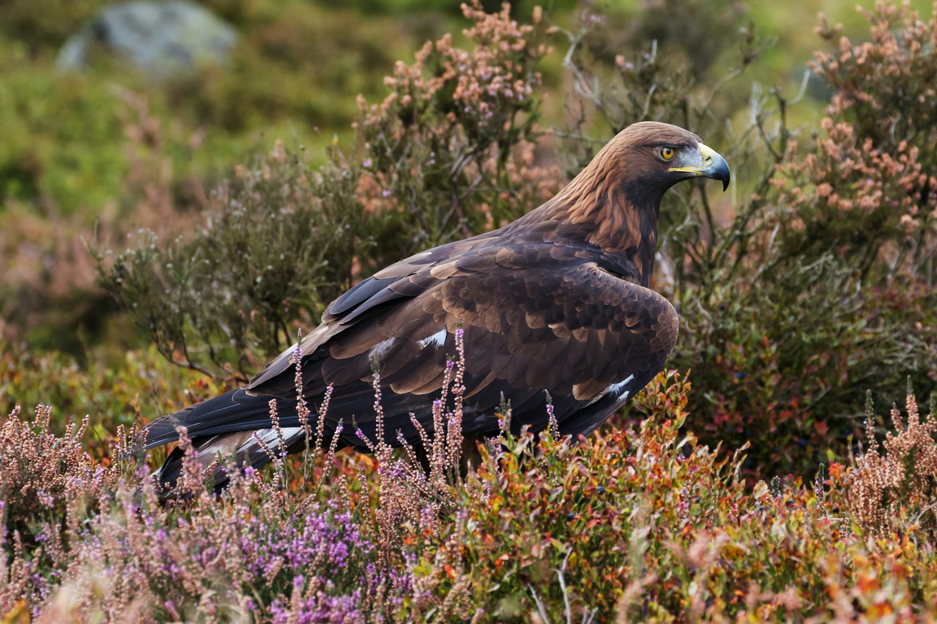 Golden eagles in England? Here’s the ecological case for bringing them back