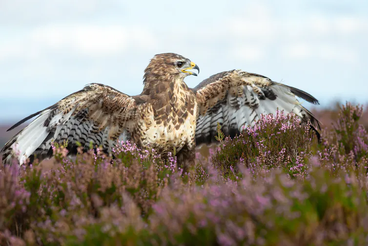 Buzzard in England moorland