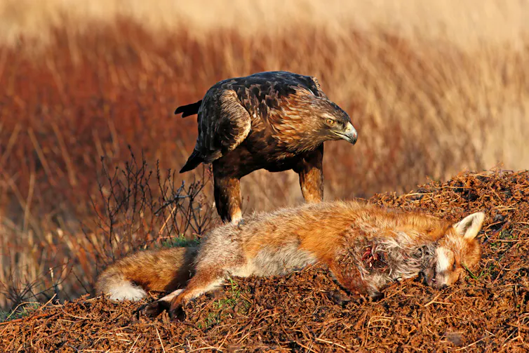Eagle eating dead fox