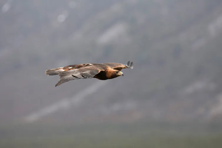 Golden eagle flying