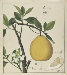 Paitning of a lemon